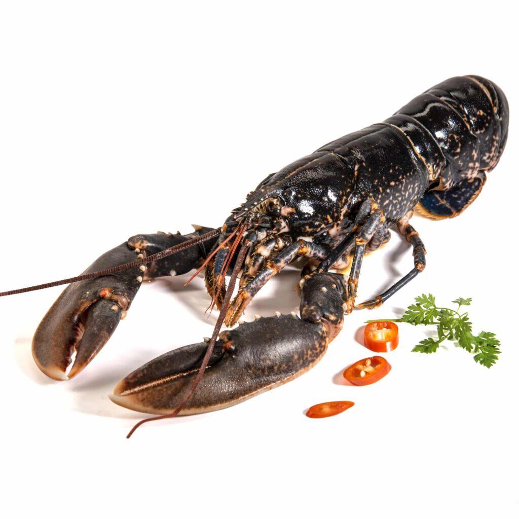 Shooting food design